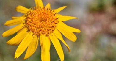 Všestranná pomocnice Arnica montana uleví zejména při bolestech Arnica montana