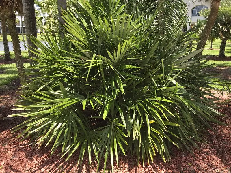 Rhapidophyllum hystrix