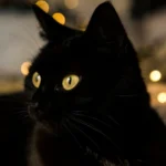 Černá kočka