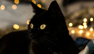 Černá kočka