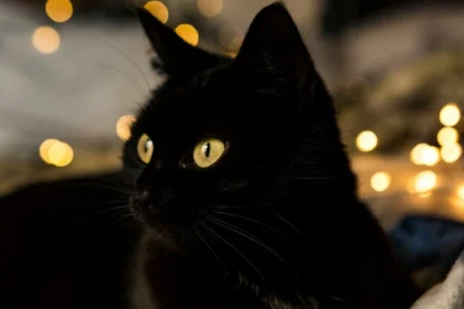Černá kočka