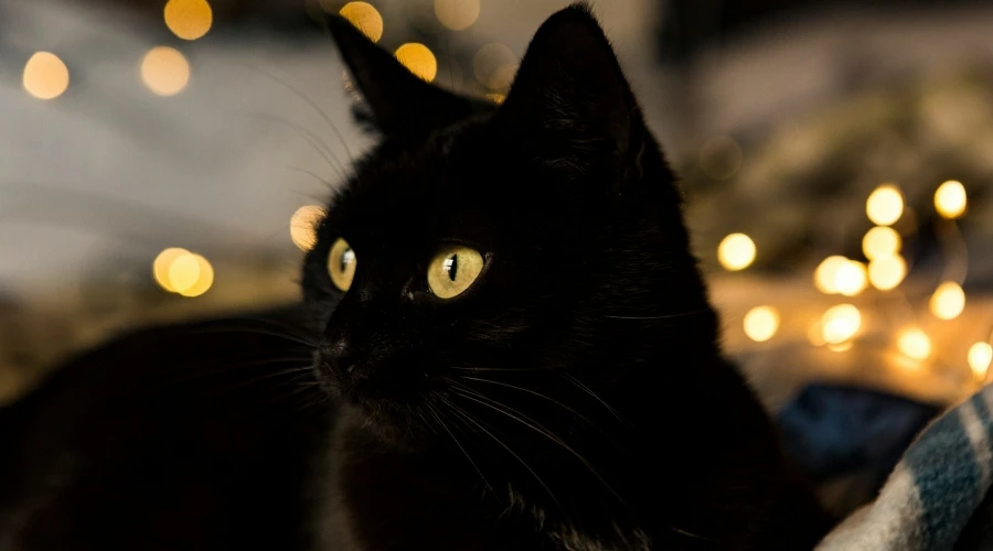 Černá kočka